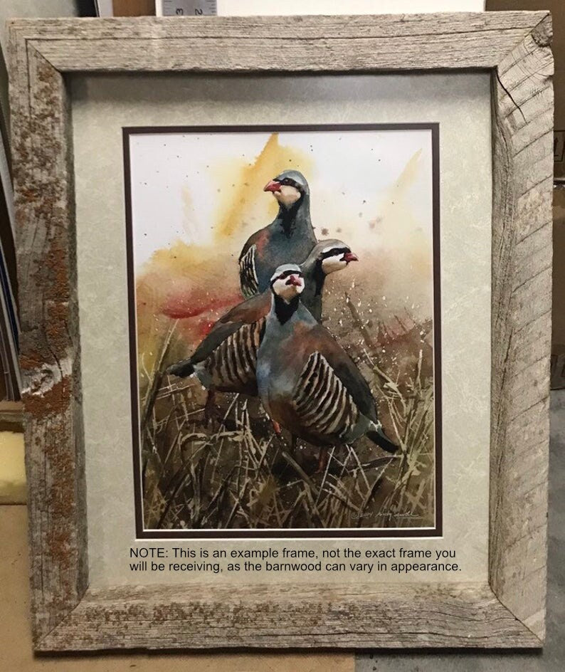 "Three Chukateers" - 12"x16" A signed edition Giclee art print from an Original watercolor of 3 chukars strutting in the sun