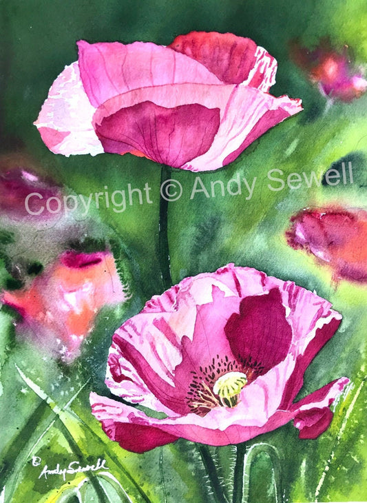 a "Pink Poppy duo" Art Print - an original or giclee art print from an original watercolor of poppies glowing in the sun - by Andy Sewell