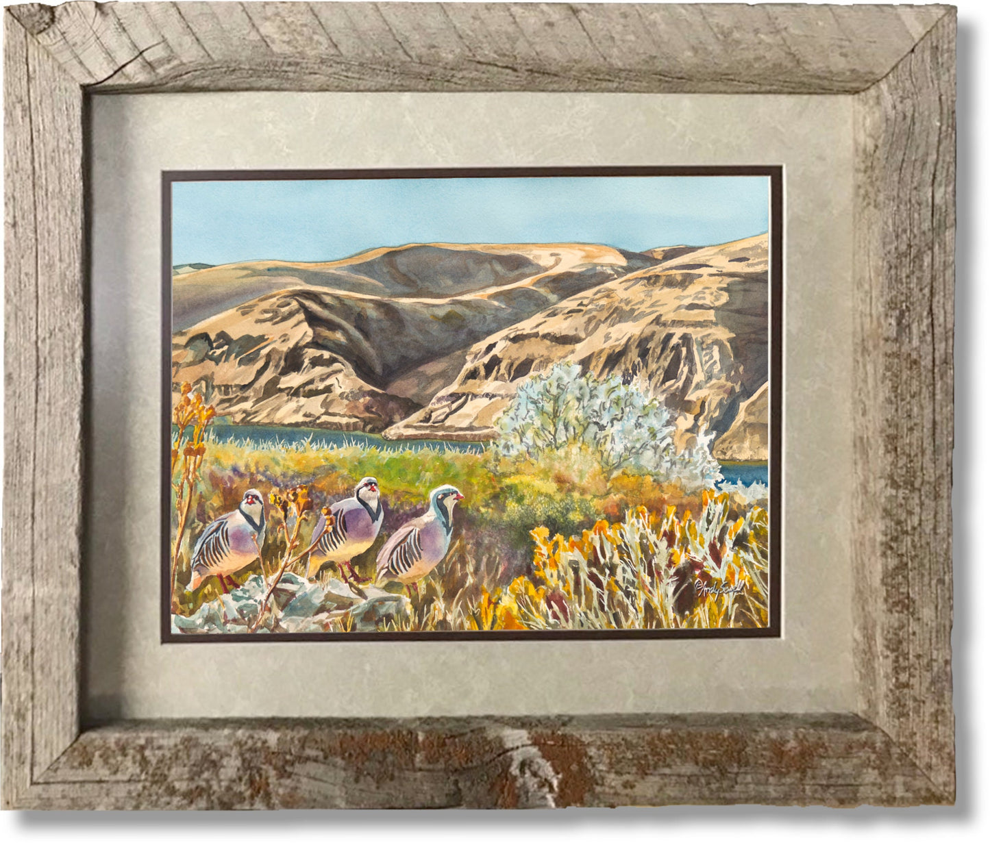 "River Chukar Trio" - An open ed. Giclee reprod. of Chukars on the river.
