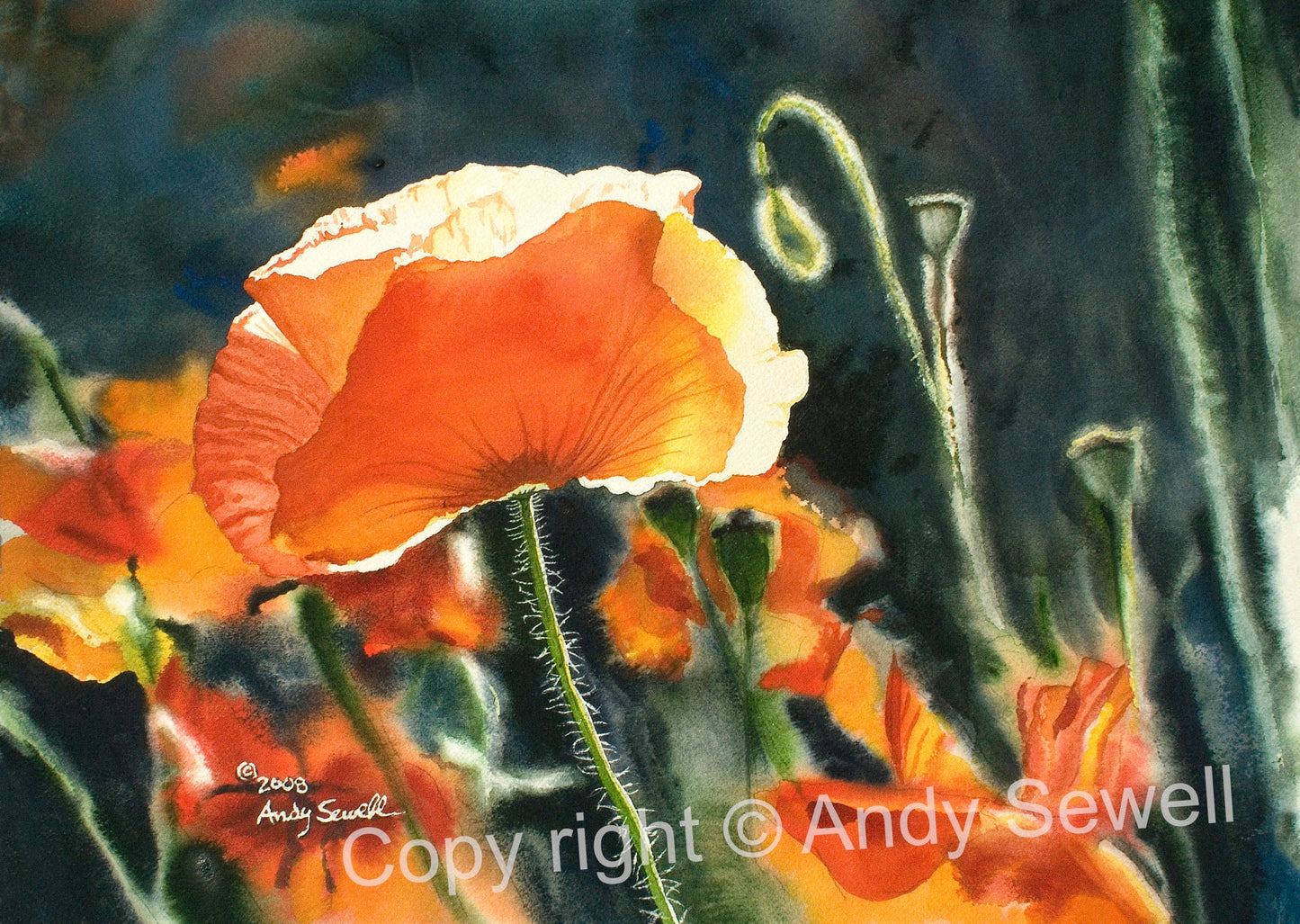 "Poppy Glow" Orange Poppy wall Art Print - a ltd. ed. s/n giclee art print from a watercolor of poppies in the sun - by Andy Sewell