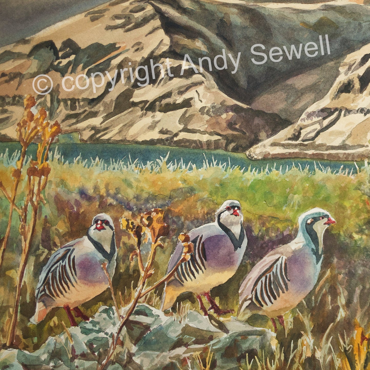 "River Chukar Trio" - An open ed. Giclee reprod. of Chukars on the river.