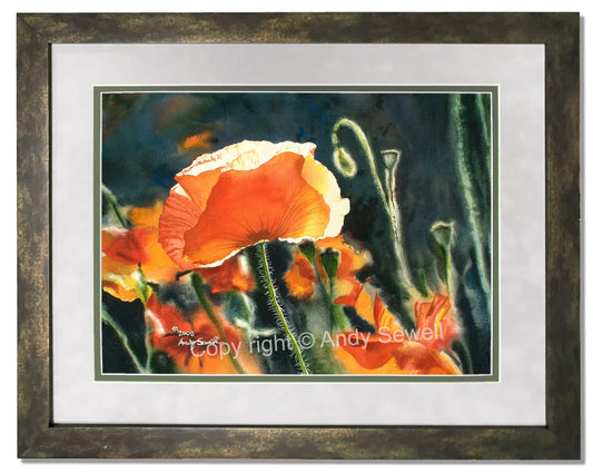 "Poppy Glow" Orange Poppy wall Art Print - a ltd. ed. s/n giclee art print from a watercolor of poppies in the sun - by Andy Sewell