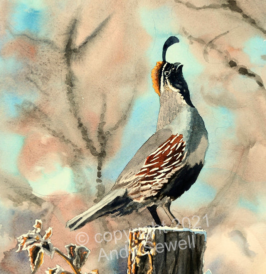 "Quail Morning Call"  A ltd. edition s/n Giclee watercolor print of California quail art - by Andy Sewell