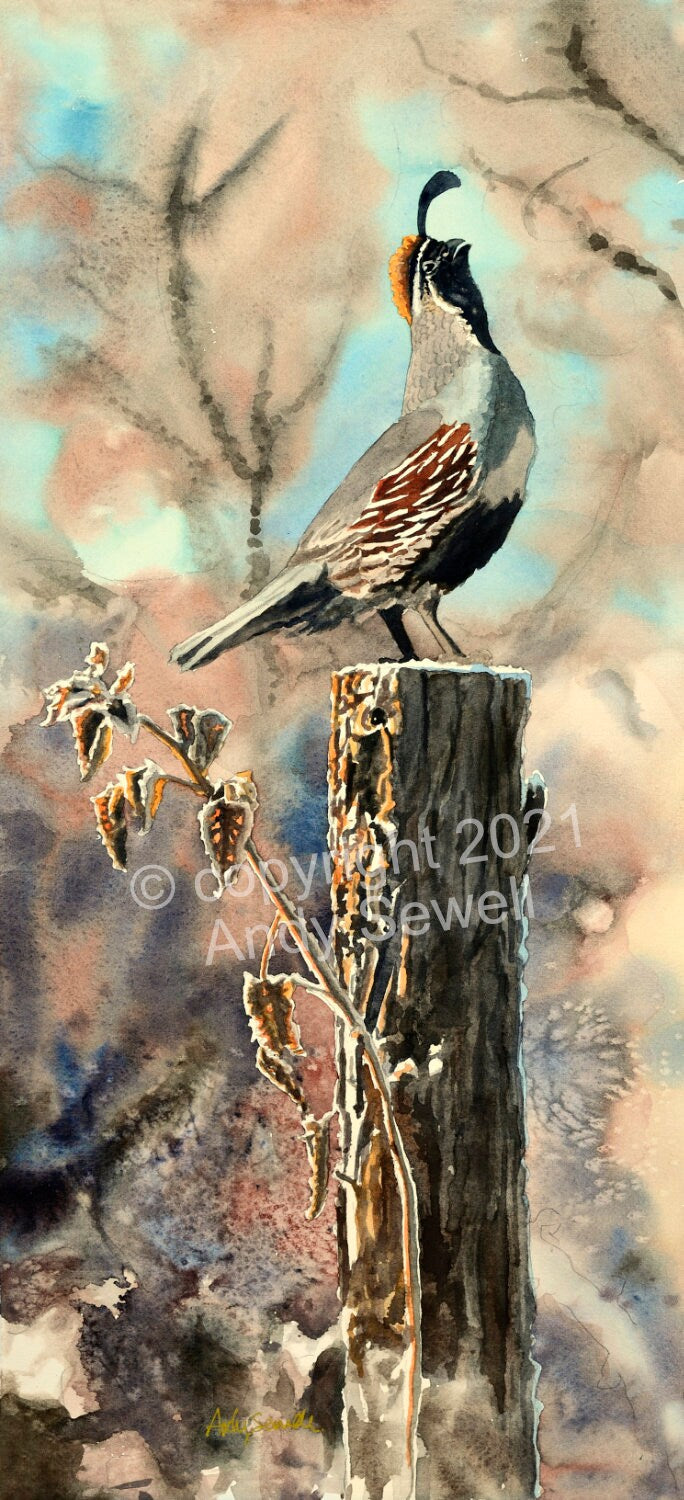 "Quail Morning Call" A ltd. edition s/n Giclee watercolor print of California quail art - by Andy Sewell