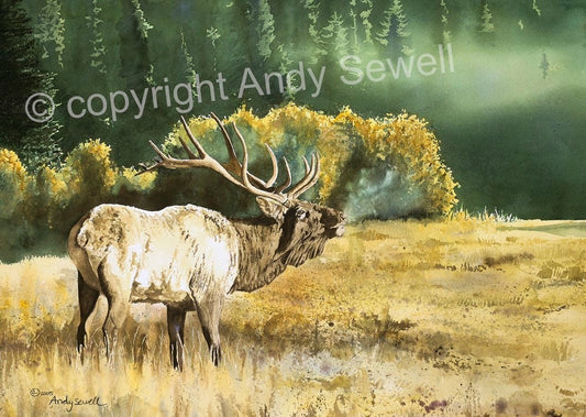 "Misty Morning Bull" 40"x28" Elk canvas or fine art paper art print, ltd. ed. s/n print