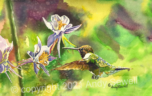 Hummingbird at Columbine - An Original watercolor or print, Hummingbird wall art - by Andy Sewell