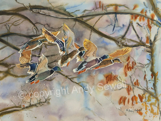 "Mallards Aglow" - An Original or open edition Giclee art print from an Original watercolor