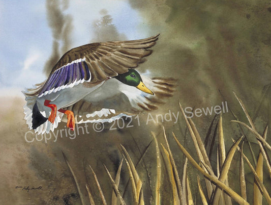 "Drake Dropping In" - An open edition Giclee art print from an Original watercolor, Duck wall art