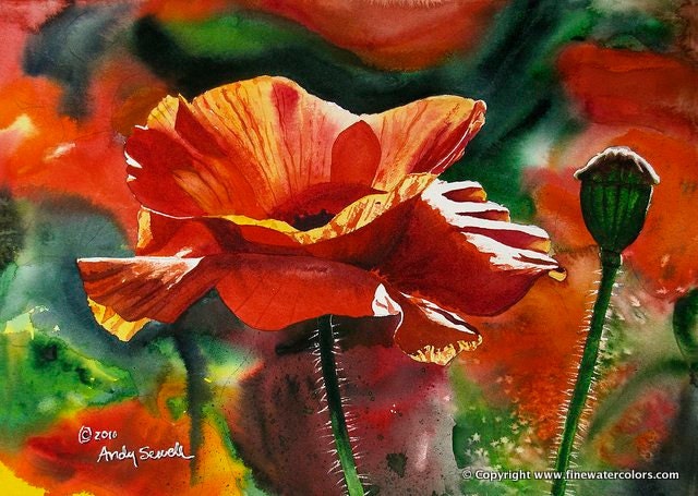 Red Poppy Art Print - a limited edition s/n giclee art print from an original watercolor of poppies glowing in the sun - by Andy Sewell