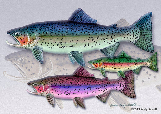 "Trout of Many Colors" - An open edition Giclee reproduction of fly fishing art, from watercolor by Andy Sewell