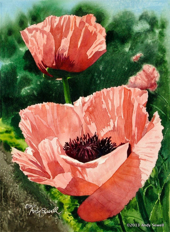 Peach Poppy Art Print - a limited edition s/n giclee art print from an original watercolor of poppies glowing in the sun - by Andy Sewell