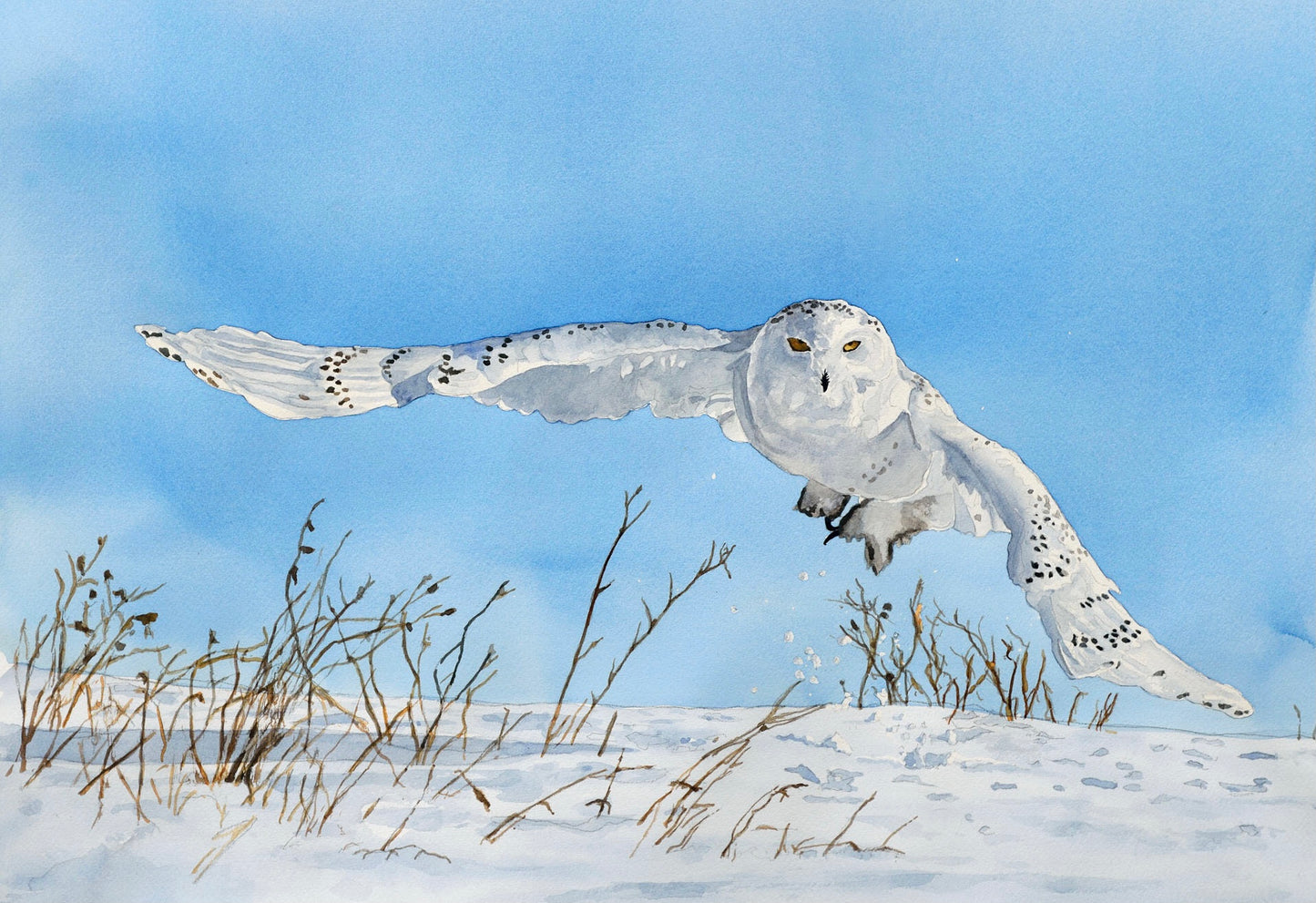 "Snowy Owl Swoop" watercolor giclee reprod. ltd. ed. s/n print
