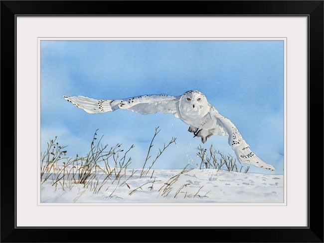 "Snowy Owl Swoop" watercolor giclee reprod. ltd. ed. s/n print