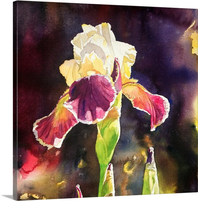 Iris Light Art Print - 12"x16" a signed edition giclee art print from an original watercolor of Iris