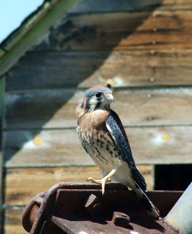 "Kestrel Patina" - 11"x22" canvas or paper Giclée art print from a watercolor