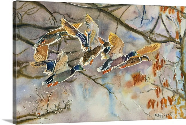 "Mallards Aglow" - An Original or open edition Giclee art print from an Original watercolor