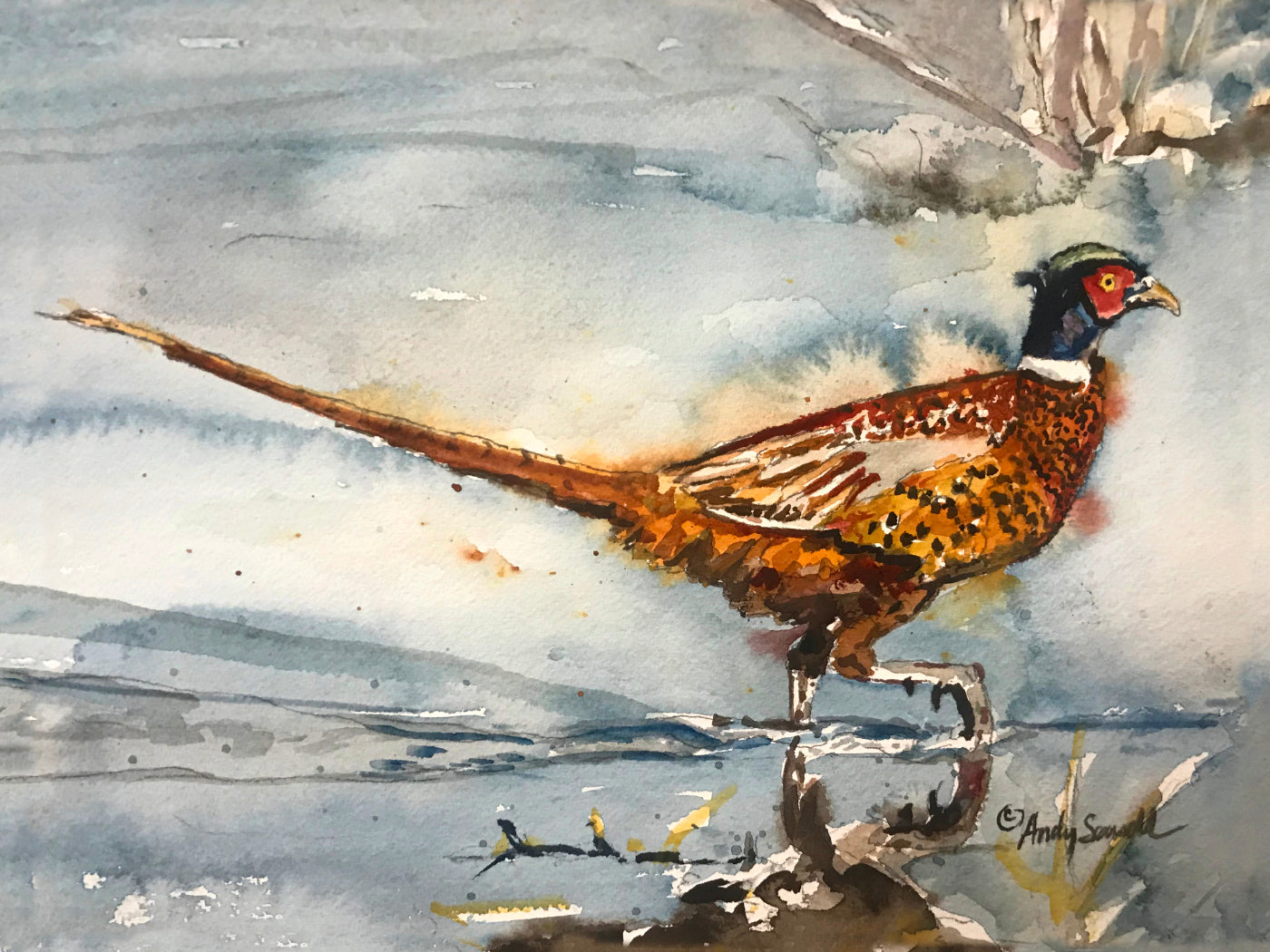 "Pheasant Splashes" - A signed edition Giclee watercolor print of Ringneck Pheasant