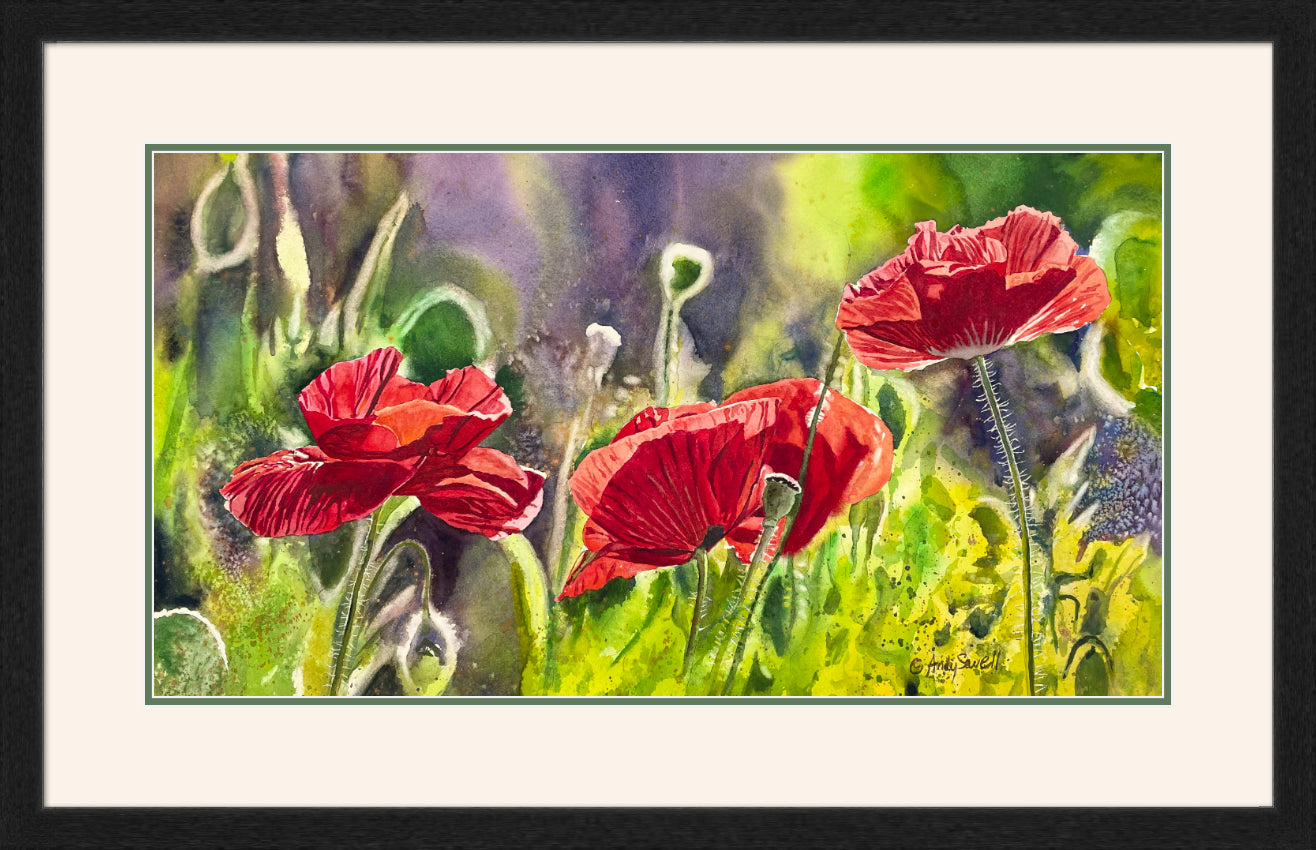 "Red Poppy Trio" - 16"x 27" an Original watercolor or Giclée signed print of red poppies glowing in the sun