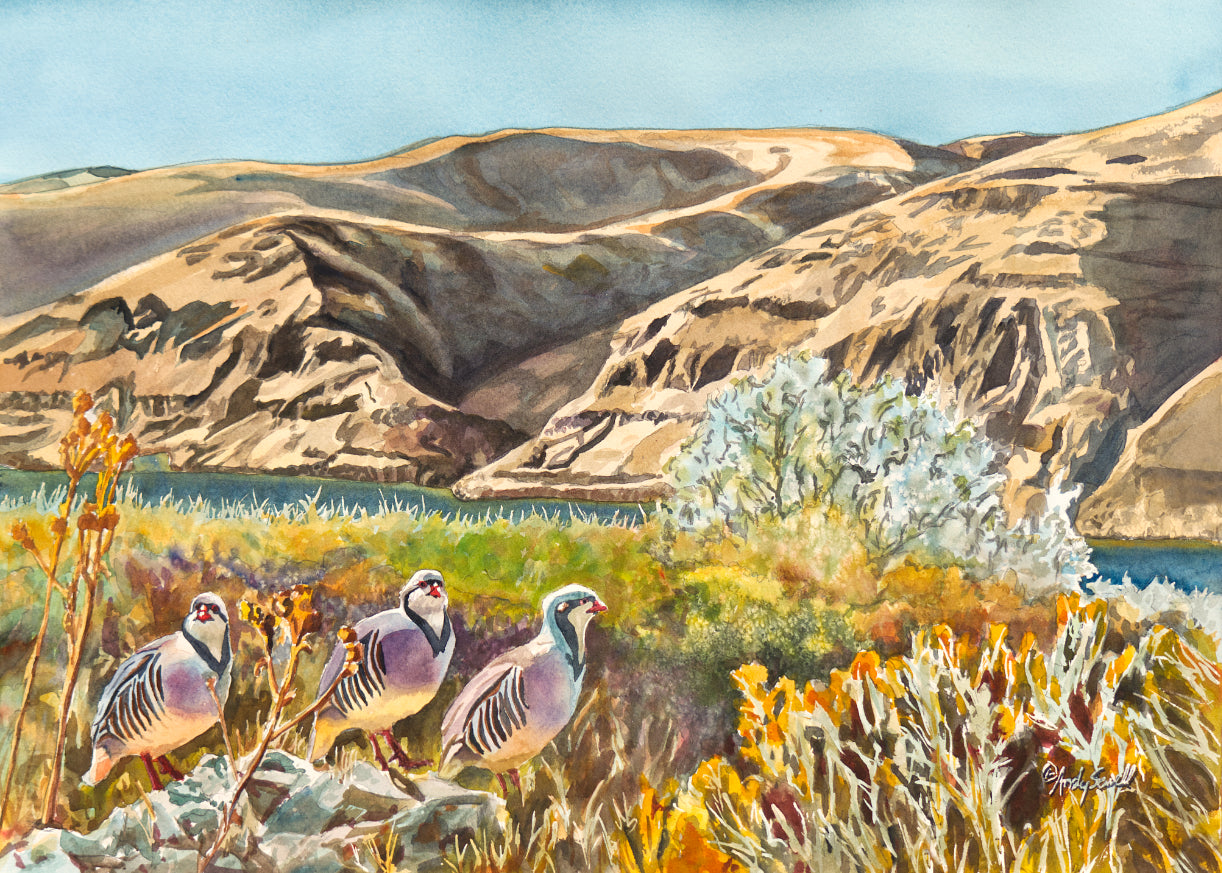"River Chukar Trio" - An open ed. Giclee reprod. of Chukars on the river.