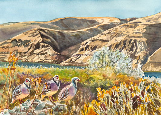 "River Chukar Trio" - An open ed. Giclee reprod. of Chukars on the river.