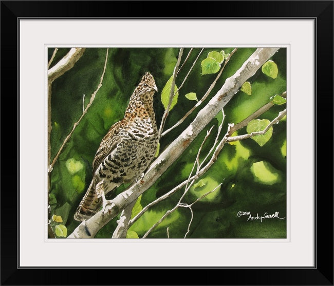 "Ruffed Grouse" - Archival Watercolor Print S/N Ltd. Ed. by Andy Sewell