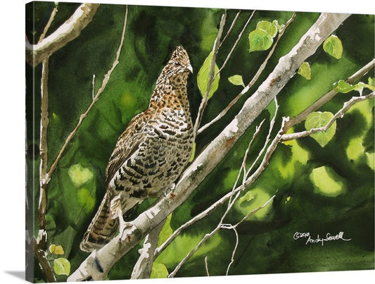 "Ruffed Grouse" - Archival Watercolor Print S/N Ltd. Ed. by Andy Sewell