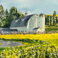 "Canola at the Barn" - 10"x14" Original watercolor, framed in 14x18