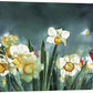 "Daffodil Days" - 19"x 42" A signed edition Giclee art print from an Original watercolor of Daffodils & Tulips