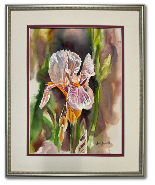 "Velvet Iris" - 12"x16" an Original Watercolor or signed edition giclee art print