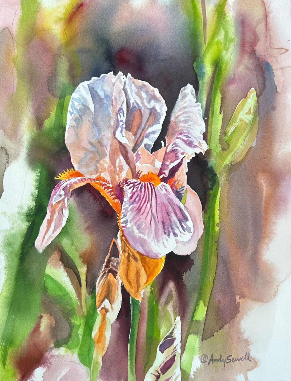 "Velvet Iris" - 12"x16" an Original Watercolor or signed edition giclee art print