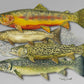 "Bull Trout" - 11x15 Original Watercolor or signed edition paper/canvas Giclée art print.