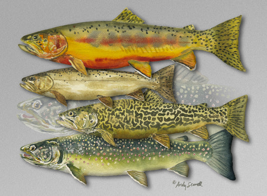 "School Colors 2, The other trout" - 11x15  signed edition paper/canvas Giclée art print.