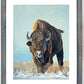 "Thunder in the Snow" - 36x48 Oil on Panel  ~ American Bison in the winter snow.