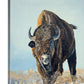 "Thunder in the Snow" - 36x48 Oil on Panel  ~ American Bison in the winter snow.