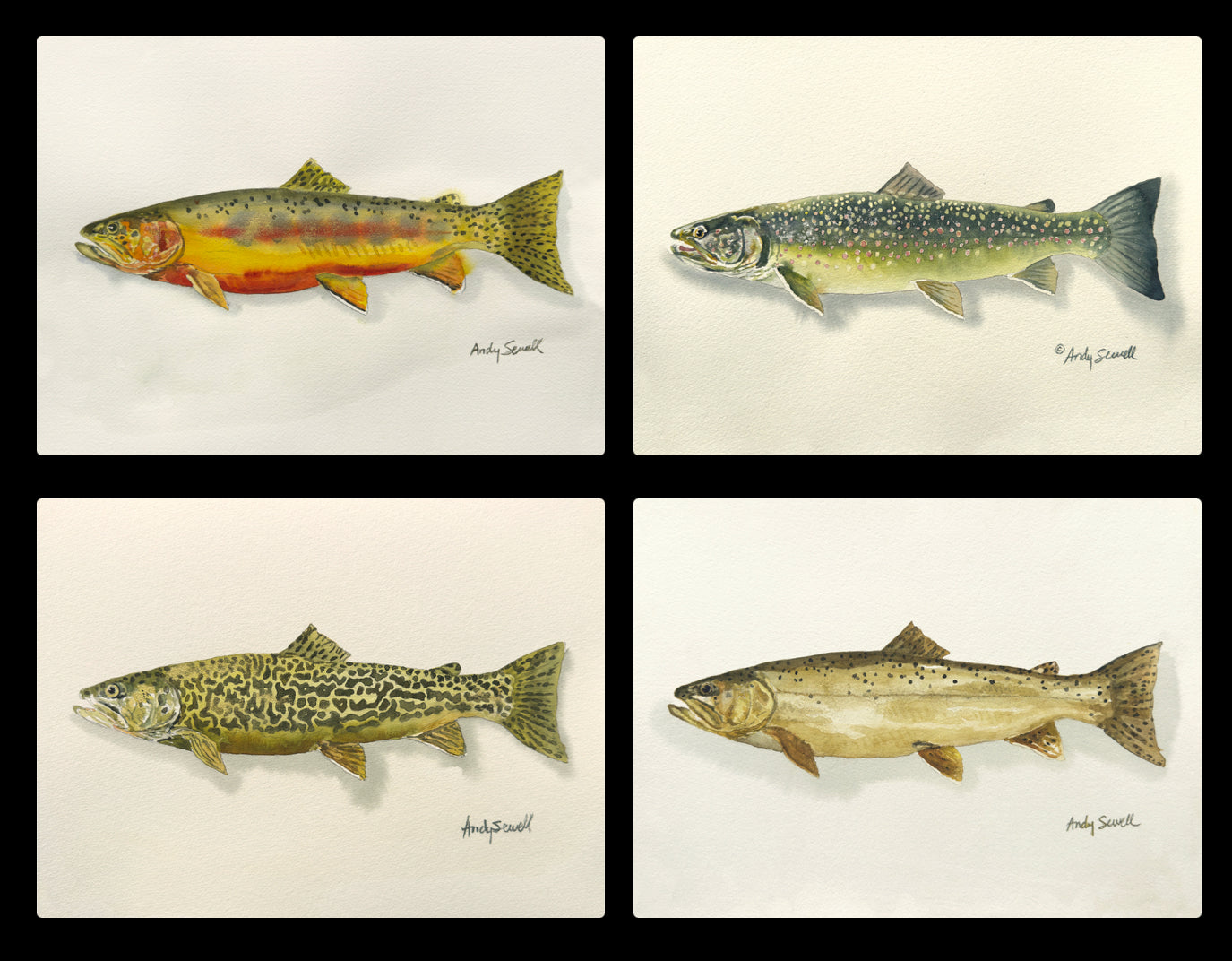 "Bull Trout" - 11x15 Original Watercolor or signed edition paper/canvas Giclée art print.