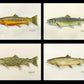 "Bull Trout" - 11x15 Original Watercolor or signed edition paper/canvas Giclée art print.