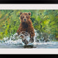 "Bear Splashes" - 36"x55" Original oil on canvas or Giclée art print