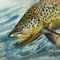 "Brown Trout Sparkle" - 8"x12" original watercolor