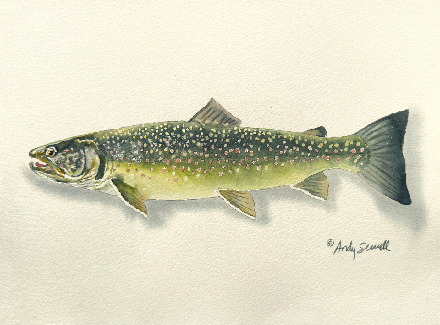 "Bull Trout" - 11x15 Original Watercolor or signed edition paper/canvas Giclée art print.
