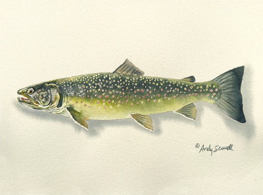 "Bull Trout" - 11x15 Original Watercolor or signed edition paper/canvas Giclée art print.