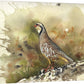 "Chukar Chillin' " - 11"x15" Original Watercolor or giclee print.