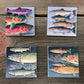 "Trout Fish" themed coaster set (4 options available).