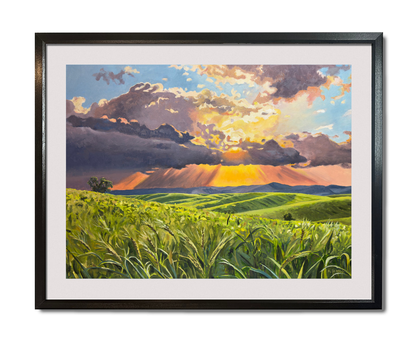 "Country Evening Sunbreak" 36x55- an Original oil painting of the Northwest Palouse Country Landscape