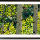 "Forest Symphony", - 48"x30" signed/inspected Giclée of Idaho's Aspen Trees in the Summer