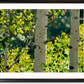 "Forest Symphony", - 48"x30" signed/inspected Giclée of Idaho's Aspen Trees in the Summer
