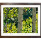"Forest Symphony", - 48"x30" signed/inspected Giclée of Idaho's Aspen Trees in the Summer