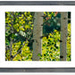 "Forest Symphony", - 48"x30" signed/inspected Giclée of Idaho's Aspen Trees in the Summer