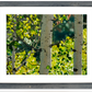 "Forest Symphony", - 48"x30" signed/inspected Giclée of Idaho's Aspen Trees in the Summer