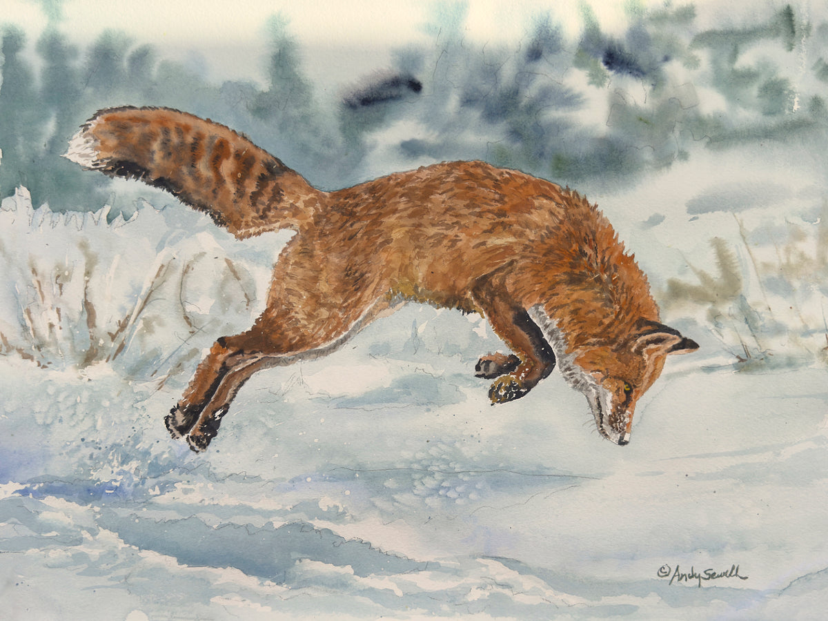 "Foxy Airtime" 13"x18" Original watercolor or signed giclee reprod./print
