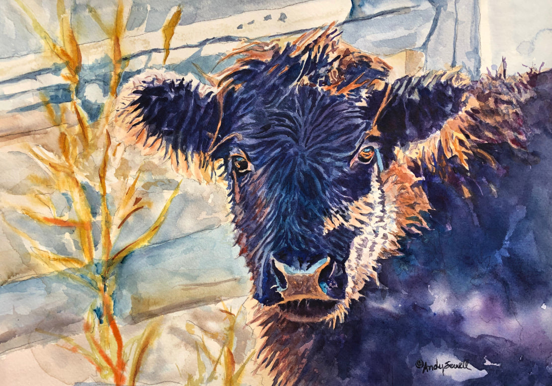 "Harry the Highlander" 12x16 Original watercolor or signed edition Giclee Reprod. of my steer Dudley.